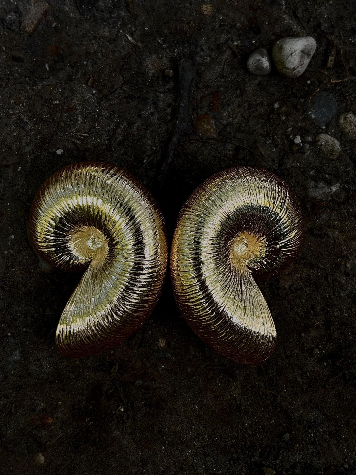 L Shell Gold Earrings
